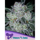 ANESIA SEEDS - AUTO FUTURE
