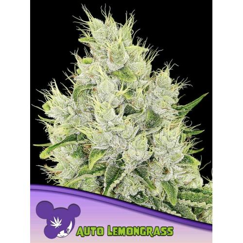 ANESIA SEEDS - AUTO LEMONGRASS - 5 SEEDS