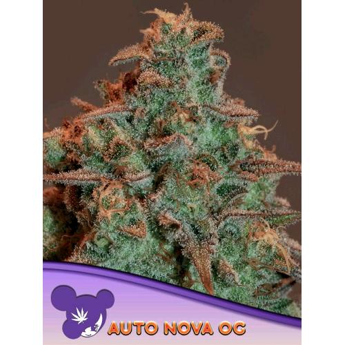 ANESIA SEEDS - AUTO NOVA OG - 3 SEEDS