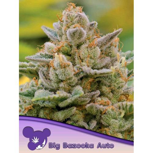 ANESIA SEEDS - BIG BAZOOKA AUTO - 25 SEEDS