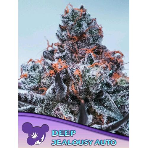 ANESIA SEEDS - DEEP JEALOUSY AUTO - 3 SEEDS