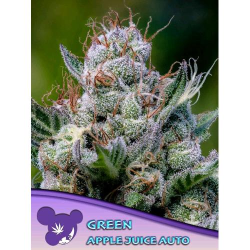 ANESIA SEEDS - GREEN APPLE JUICE AUTO - 10 SEEDS
