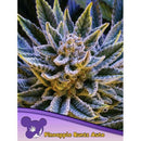 ANESIA SEEDS -  PINEAPPLE RUNTZ AUTO - 10 SEEDS