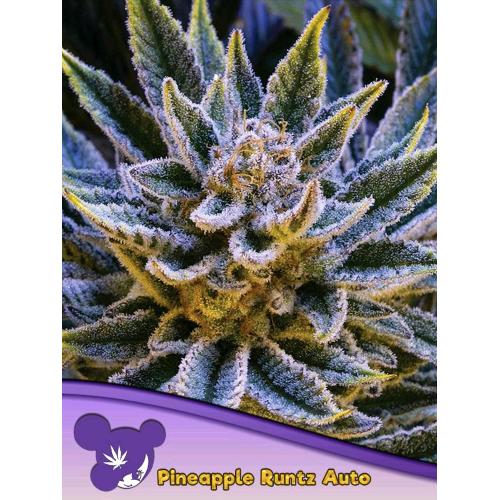 ANESIA SEEDS -  PINEAPPLE RUNTZ AUTO - 10 SEEDS