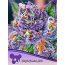 ANESIA SEEDS - PURPLE DOMINA AUTO - 5 SEEDS