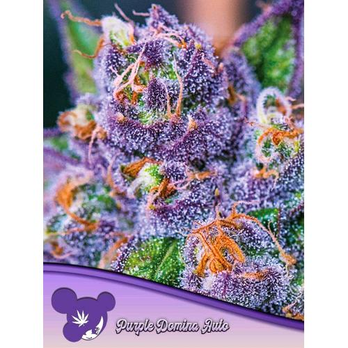 ANESIA SEEDS - PURPLE DOMINA AUTO - 3 SEEDS