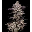 COMPOUND GENETICS - EL VALLE HAZE FEM - 5 SEEDS