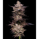 COMPOUND GENETICS - FROSTED FUJIS FEM - 5 SEEDS