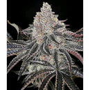 COMPOUND GENETICS - PERMAFUNK FEM - 5 SEEDS