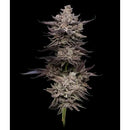 COMPOUND GENETICS - ANIMORPH MINTS FEM - 5 SEEDS