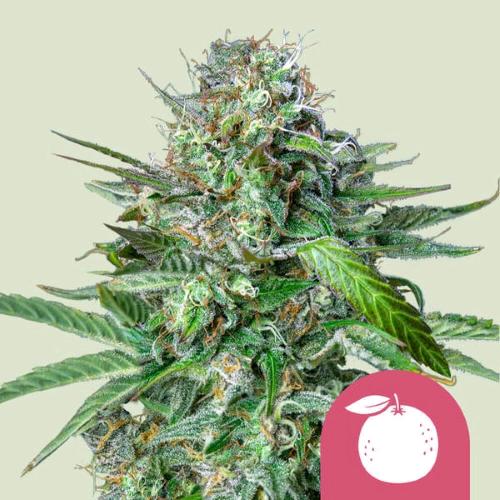 NEW - ROYAL QUEEN SEEDS - TANGIE  FEM - 10 SEMI