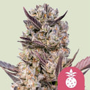 ROYAL QUEEN SEEDS - TROPICANA COOKIES PURPLE  FEM - 3 SEEDS