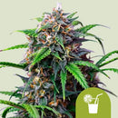 NEW - ROYAL QUEEN SEEDS X TYSON - CORKSCREW AUTO - 10 SEEDS