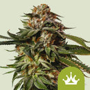 NEW - ROYAL QUEEN SEEDS - SPECIAL QUEEN 1 AUTO - 5 SEEDS