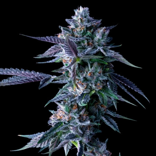 DNA GENETICS - CHOCOLOPE FEM - 10 SEEDS