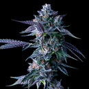 DNA GENETICS - CHOCOLOPE FEM - 5 SEEDS