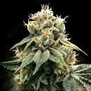DNA GENETICS - CHOCOLATE TRUFFLE SHUFFLE FEM - 10 SEEDS