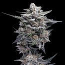 DNA GENETICS - HG23 AKA MICHAEL JORDAN FEM - 5 SEEDS