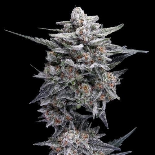DNA GENETICS - HG23 AKA MICHAEL JORDAN FEM - 10 SEEDS