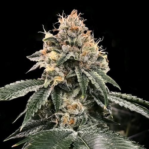 DNA GENETICS - HG23 AKA MICHAEL JORDAN AUTO - 10 SEEDS