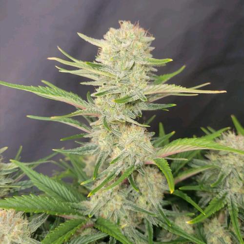 FAST BUDS - APRICOT AUTO - 10 SEEDS