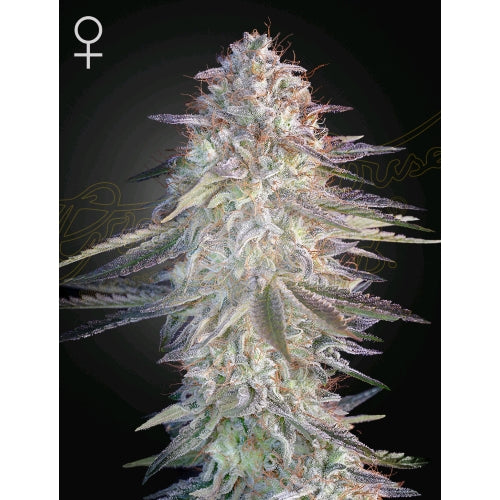 GREEN HOUSE - SUPER LEMON HAZE X PINK CANDY - 10 SEED