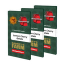 BARNEY'S FARM X BACKPACKBOYZ - LEMON CHERRY GELATO - 1 SEEDS