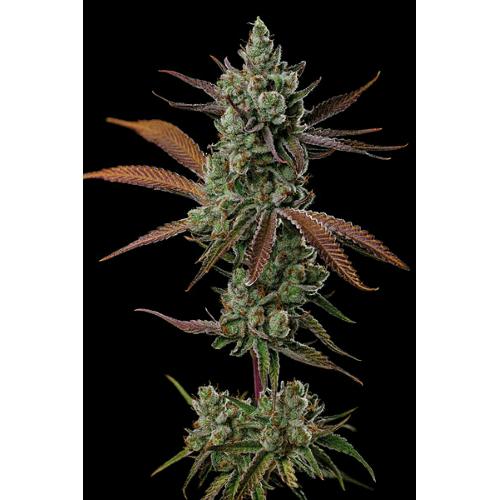 SEED STOCKERS - SAGRADA AMNESIA FEM - 3 SEEDS