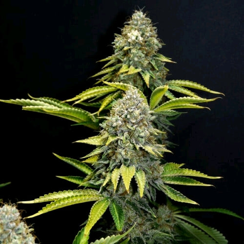 ROYAL QUEEN SEEDS - ROYAL OG KUSH FEM - 10 SEEDS