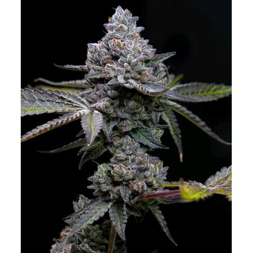 BARNEY'S FARM - APPLE FRITTER - 3 SEEDS