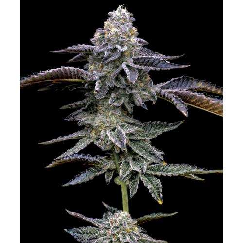 BARNEY'S FARM - BLUE DREAM - 3 SEEDS