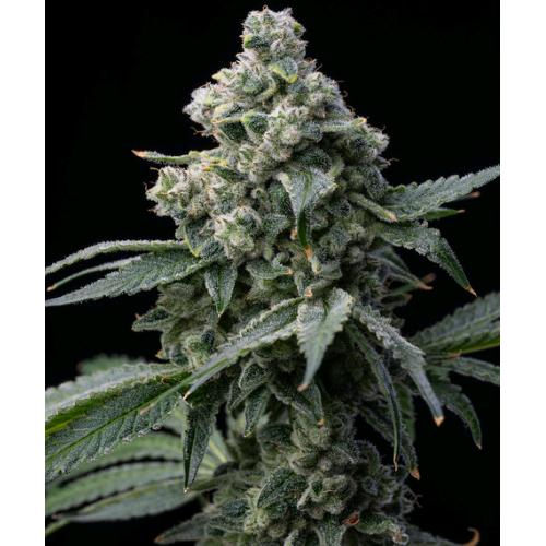 BARNEY'S FARM - BRUCE BANNER - 3 SEEDS