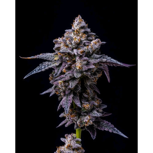 COOKIES SEED BANK - HOLLYWOOD - LEMON CHERRY GELATO X RUNTZ - 3 SEEDS