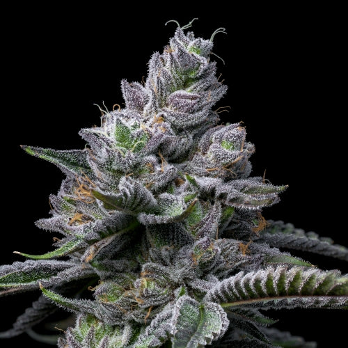 COOKIES SEED BANK - RS11 X HOLLYWOOD FEM - 6 SEEDS