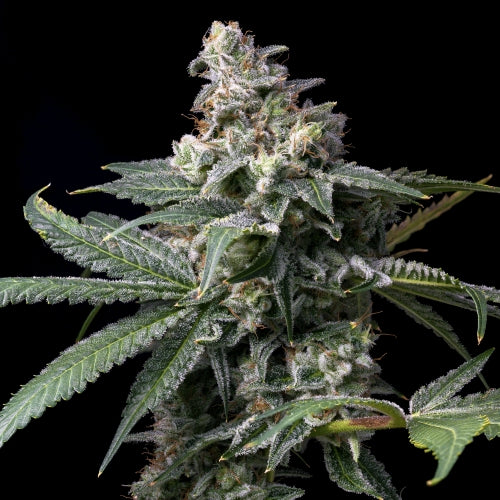 COOKIES SEED BANK - GMO X HOLLYWOOD FEM - 6 SEEDS