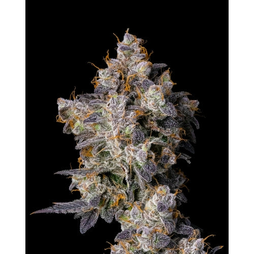 COOKIES SEED BANK - CHERRY ZELATO FEM - 6 SEEDS