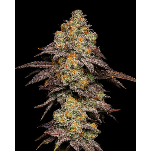 COOKIES SEED BANK - BIG Z FEM - 3 SEEDS