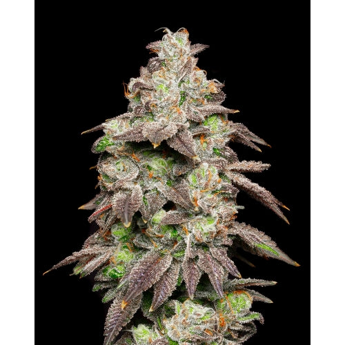 COOKIES SEED BANK - FRIED BANANA FEM - 3 SEEDS