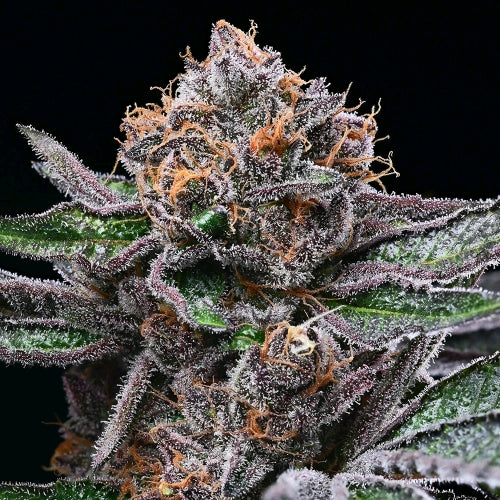 COOKIES SEED BANK - CANDY CANDY FEM - 3 SEEDS