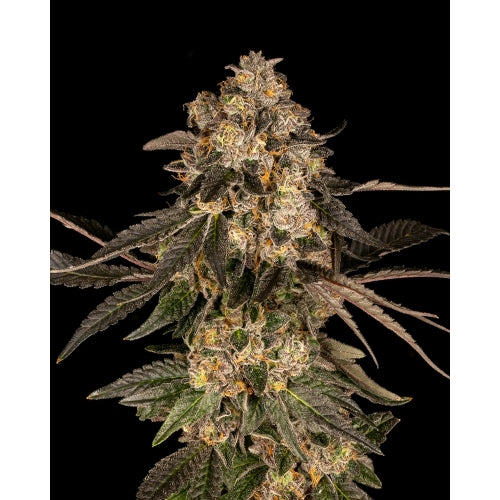 COOKIES SEED BANK - CHERRY FRITTER FEM - 3 SEEDS