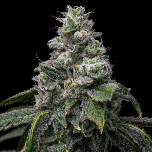 COOKIES SEED BANK - UK CHEESE X HOLLYWOOD FEM - 6 SEEDS