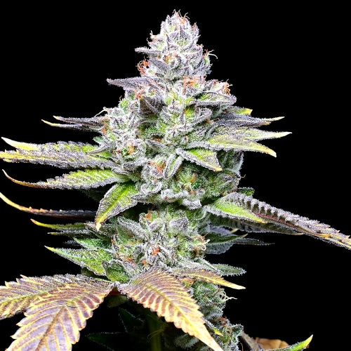 COOKIES SEED BANK - WET WET FEM - 3 SEEDS