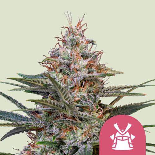 ROYAL QUEEN SEEDS - SHOGUN FEM - 200 SEEDS BULK