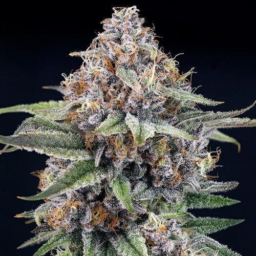 RIPPER SEEDS - EYEBALLZ - 5 SEEDS
