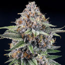 RIPPER SEEDS - EYEBALLZ - 3 SEEDS
