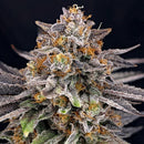 RIPPER SEEDS - CANDYGAZ- 5 SEEDS