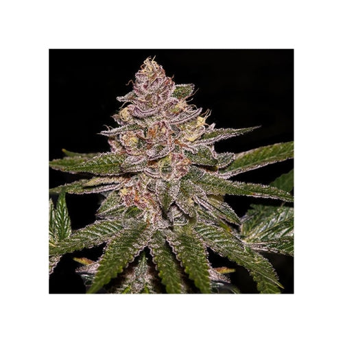 RIPPER SEEDS - RADICAL JUICE AUTO FEM - 5 SEEDS