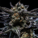 RIPPER SEEDS - ZOMBIE KUSH AUTO FEM - 3 SEEDS