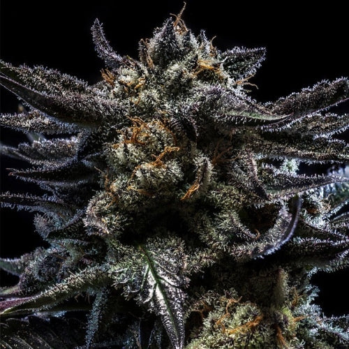RIPPER SEEDS - ZOMBIE KUSH AUTO FEM - 5 SEEDS