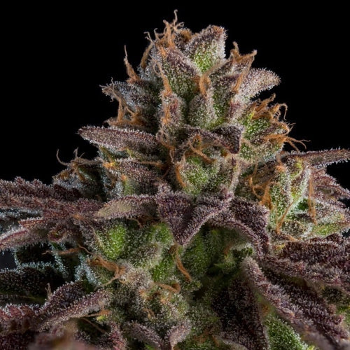 RIPPER SEEDS - KMINTZ AUTO FEM - 5 SEEDS